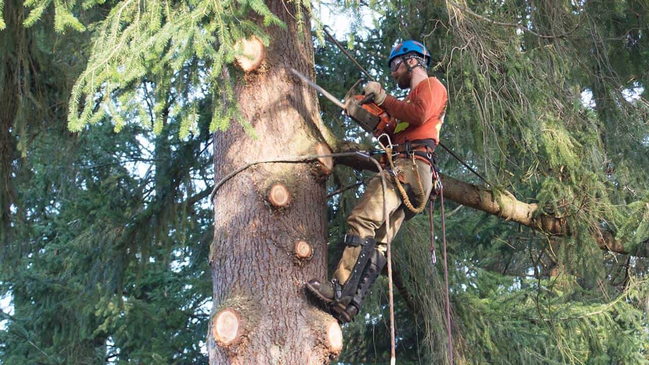 Landmark Tree Care Pruning & Trimming