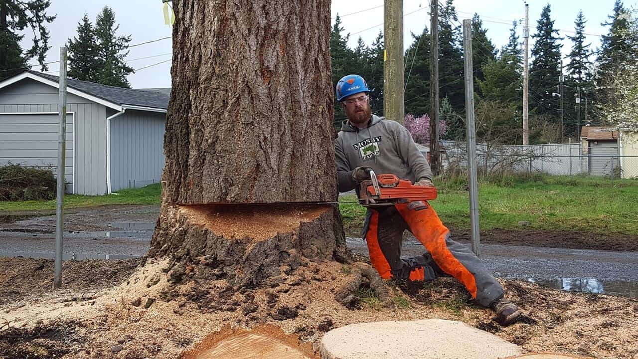 Landmark Tree Care Tree Removal